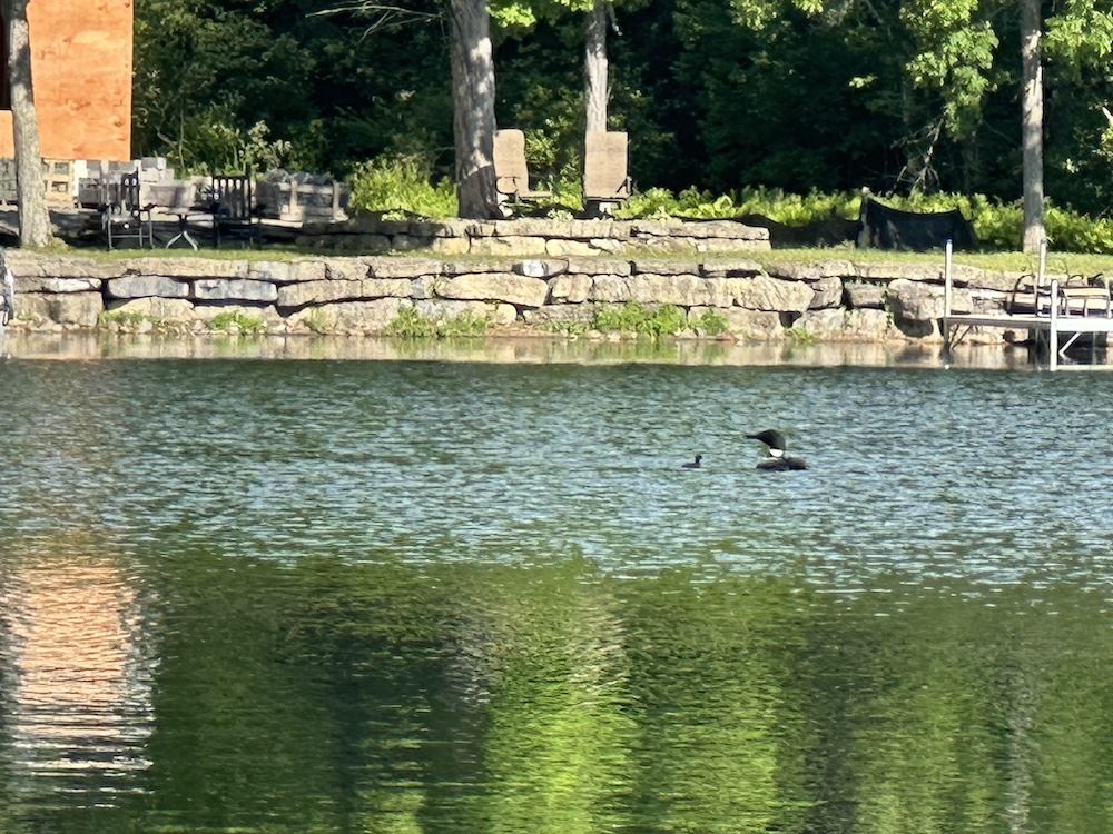 Loon chick hatches on Lake St. Catherine - Wednesday, June 17th, 2026