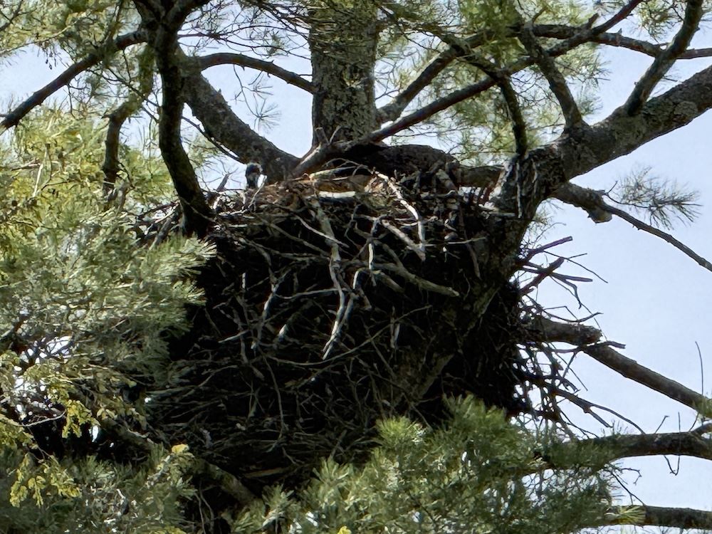 A curious eaglet pops its head out of the nest at Lake St. Catherine A curious eaglet pops its head out of the nest at Lake St. Catherine