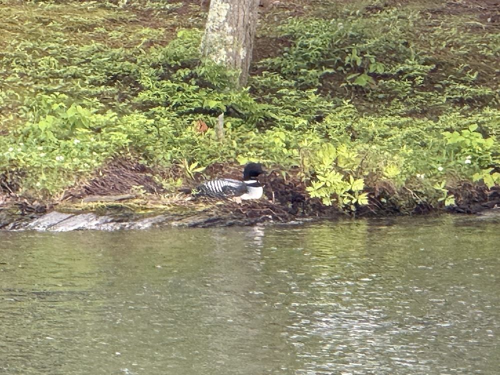 Loon nesting on the Island at Lake St. Catherine