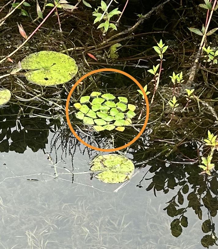 Water Chestnut found in Lake St. Catherine