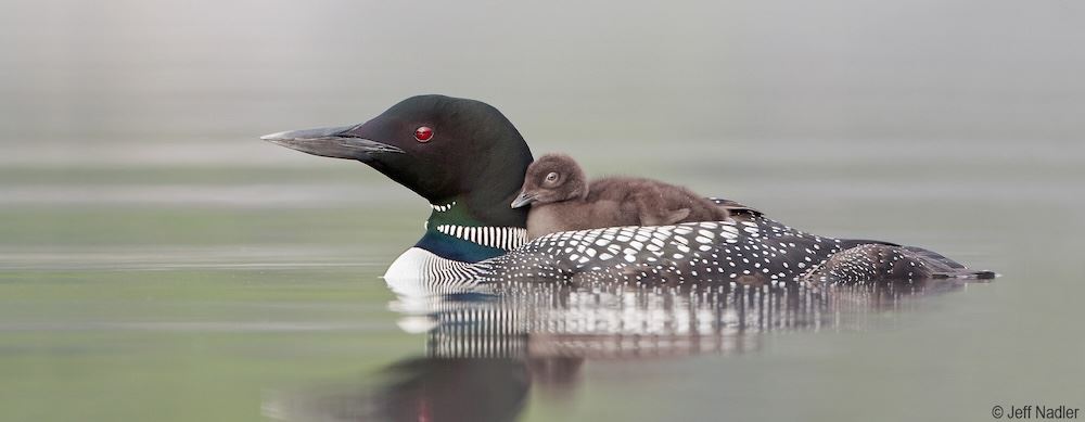 Common loon and baby - photo by Jeff Nadler