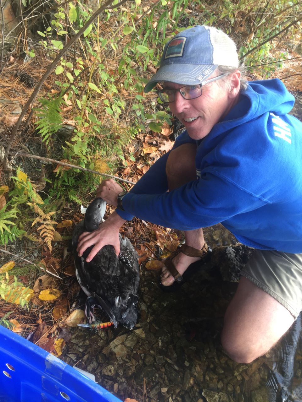 Eric Hanson rescues an injured loon on Lake St. Catherine