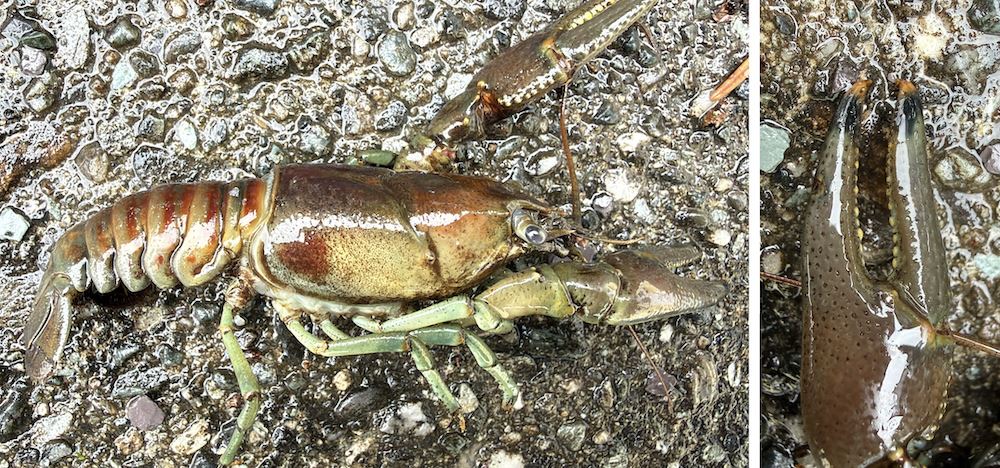 Rusty Crayfish (Faxonius rusticus) discovered in Lake St. Catherine